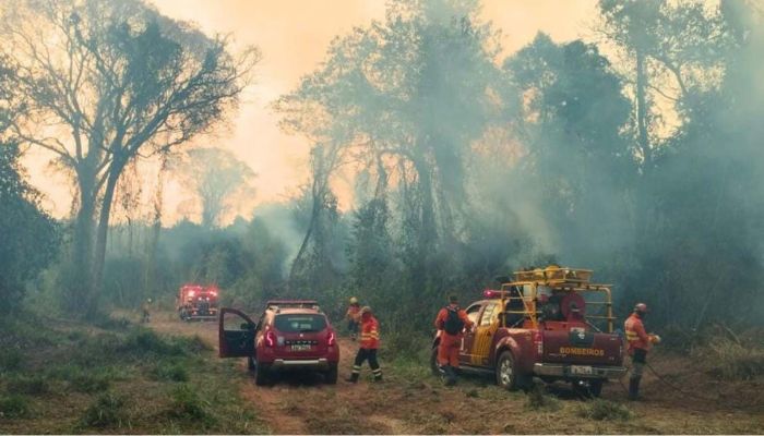 Corpo de Bombeiros do Paraná já atendeu mais de 9,3 mil incêndios florestais em 2024